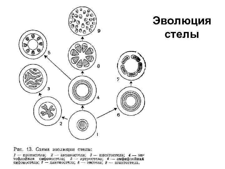 Эволюция стелы 