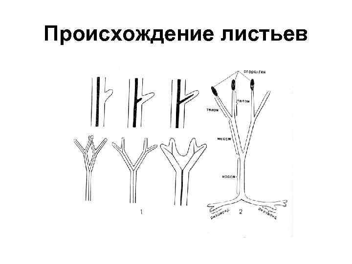 Происхождение листьев 