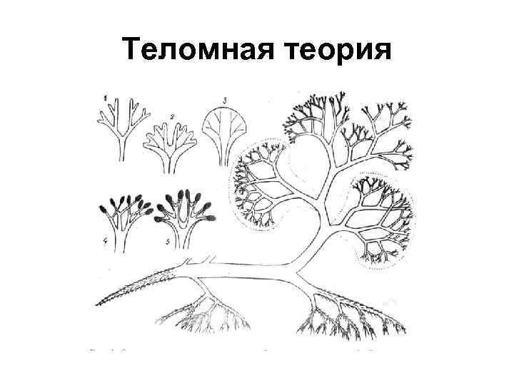 Теломная теория 