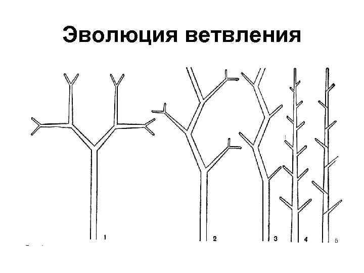 Эволюция ветвления 