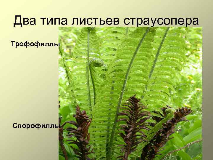 Два типа листьев страусопера Трофофиллы Спорофиллы 