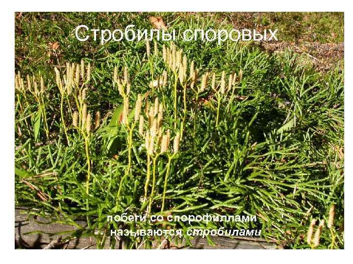 Стробилы споровых побеги со спорофиллами называются стробилами 