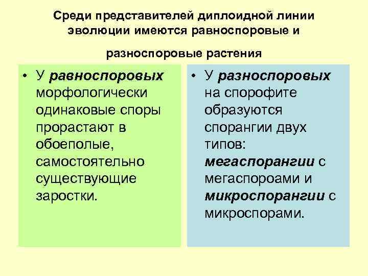 Среди представителей диплоидной линии эволюции имеются равноспоровые и разноспоровые растения • У равноспоровых морфологически