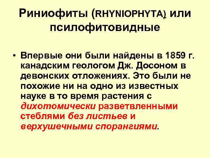 Риниофиты (RHYNIOPHYTA) или псилофитовидные • Впервые они были найдены в 1859 г. канадским геологом