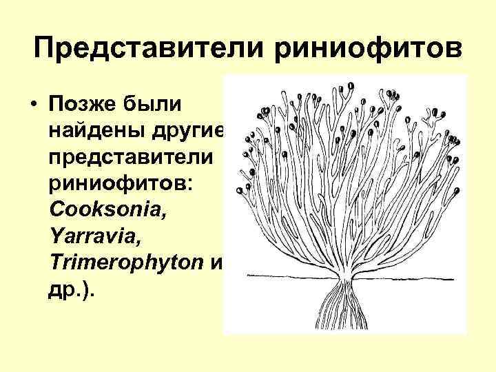 Представители риниофитов • Позже были найдены другие представители риниофитов: Cooksonia, Yarravia, Trimerophyton и др.