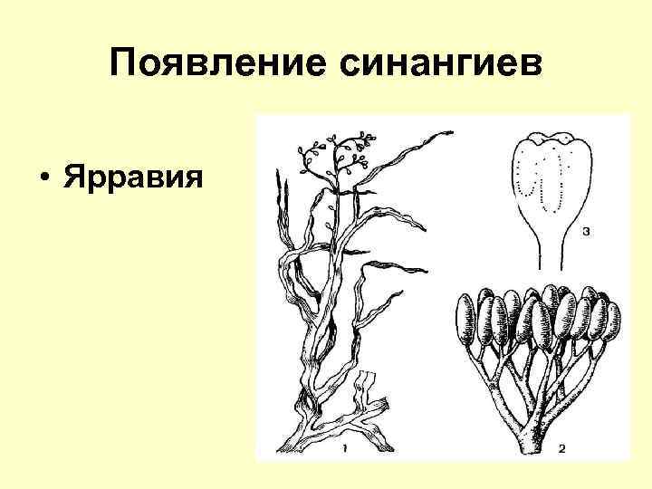 Появление синангиев • Ярравия 