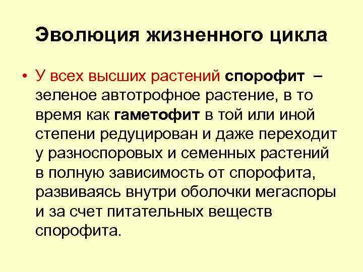 Эволюция жизненного цикла • У всех высших растений спорофит зеленое автотрофное растение, в то