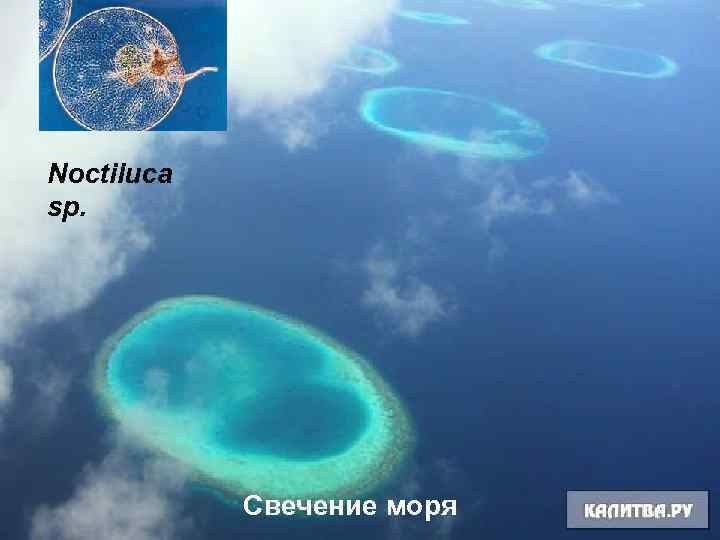 Noctiluca sp. Свечение моря 11 