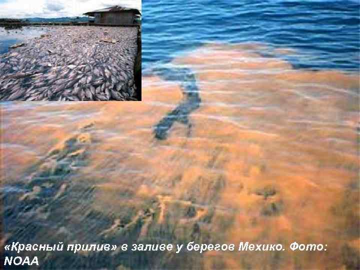  «Красный прилив» в заливе у берегов Мехико. Фото: 12 NOAA 
