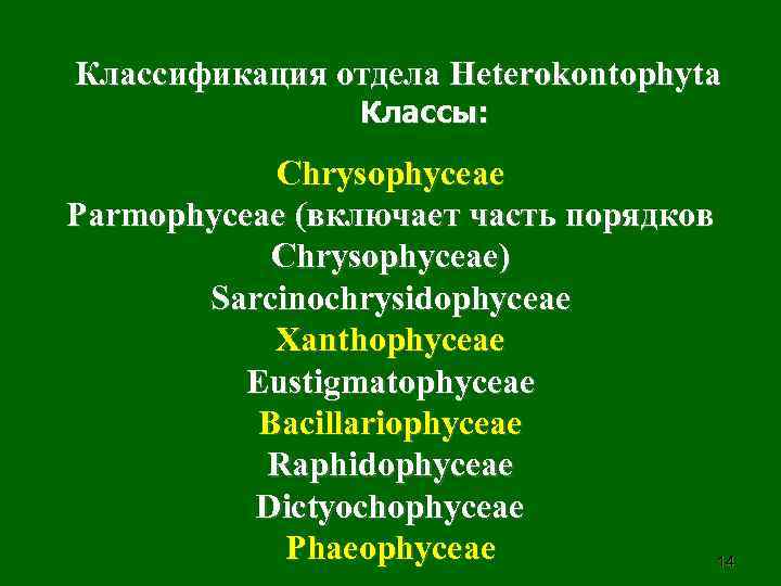 Классификация отдела Heterokontophyta Классы: Chrysophyceae Parmophyceae (включает часть порядков Chrysophyceae) Sarcinochrysidophyceae Xanthophyceae Eustigmatophyceae Bacillariophyceae
