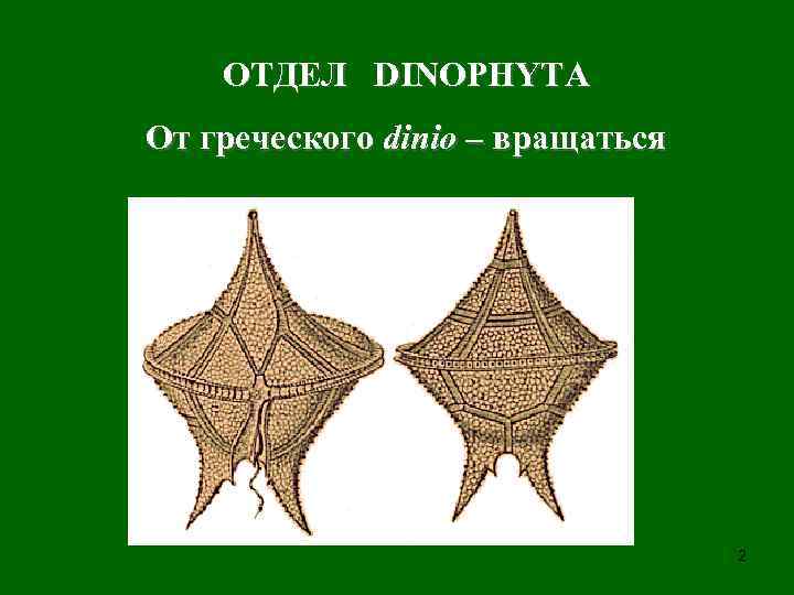 ОТДЕЛ DINOPHYTA От греческого dinio – вращаться 2 