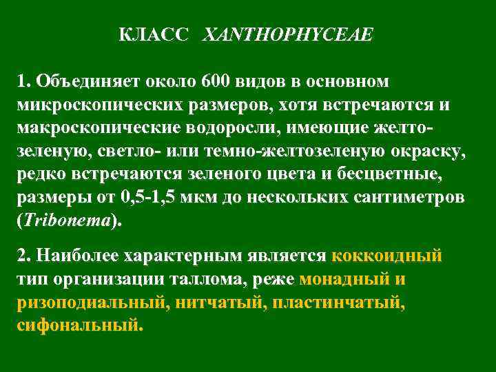 КЛАСС XANTHOPHYCEAE 1. Объединяет около 600 видов в основном микроскопических размеров, хотя встречаются и