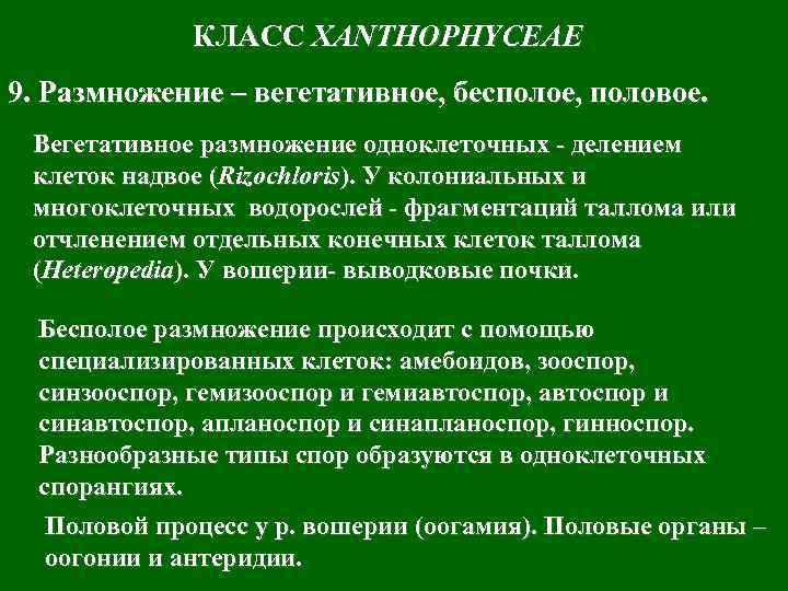 КЛАСС XANTHOPHYCEAE 9. Размножение – вегетативное, бесполое, половое. Вегетативное размножение одноклеточных - делением клеток