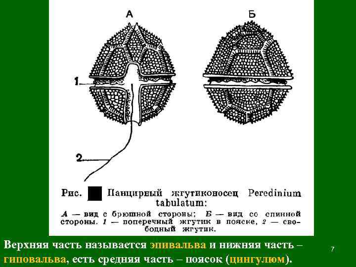 Верхняя часть называется эпивальва и нижняя часть – гиповальва, есть средняя часть – поясок
