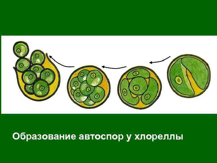 Хлорелла группа растений