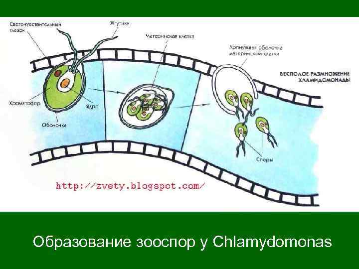 Спиралевидный хроматофор цианобактерии