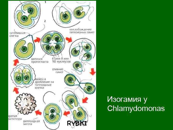 Изогамия у Chlamydomonas 