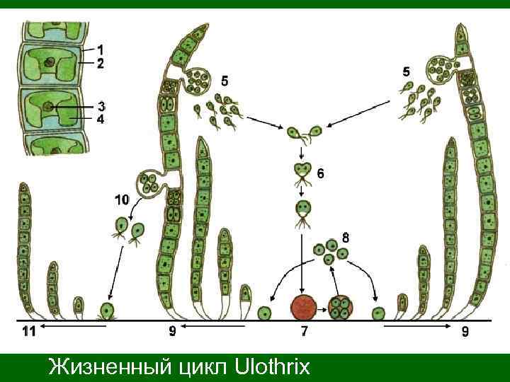 Жизненный цикл Ulothrix 