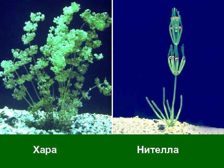 Хара Нителла 