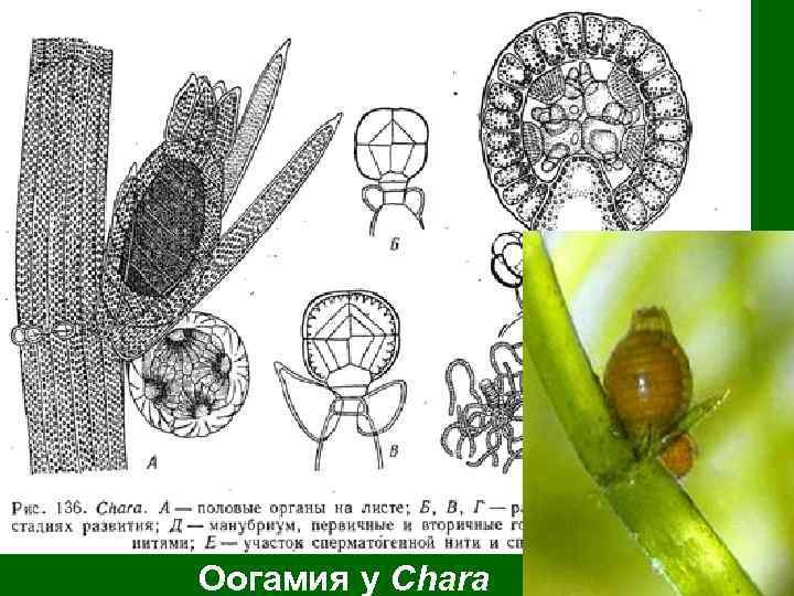 Оогамия у Chara 