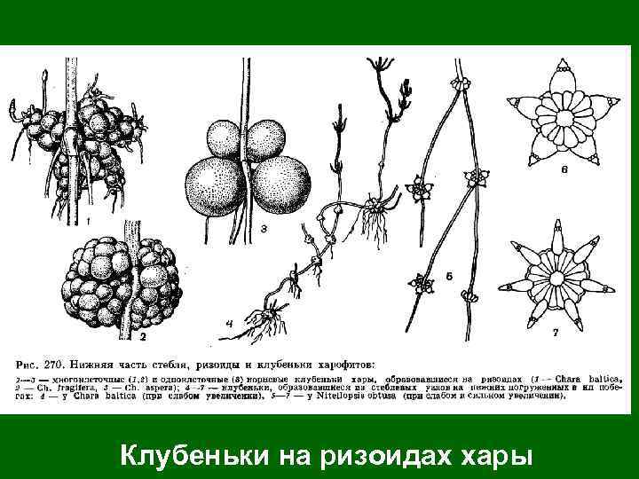 Клубеньки на ризоидах хары 