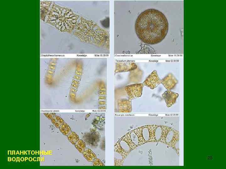 ПЛАНКТОННЫЕ ВОДОРОСЛИ 25 