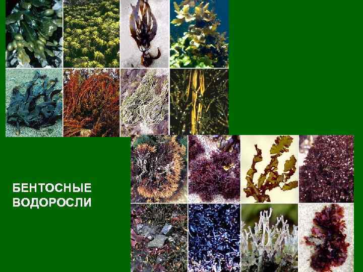 БЕНТОСНЫЕ ВОДОРОСЛИ 29 