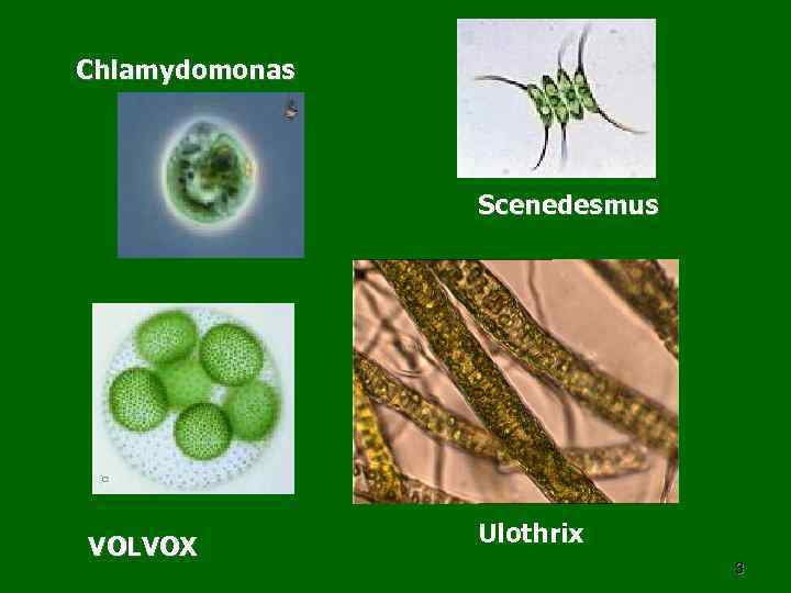 Chlamydomonas Scenedesmus VOLVOX Ulothrix 3 