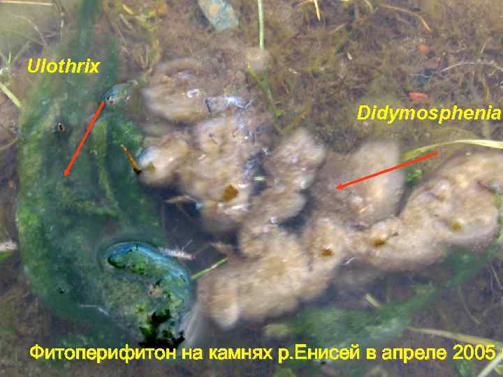 Ulothrix Didymosphenia Фитоперифитон на камнях р. Енисей в апреле 2005 г 