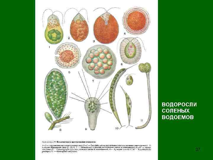 ВОДОРОСЛИ СОЛЕНЫХ ВОДОЕМОВ 37 