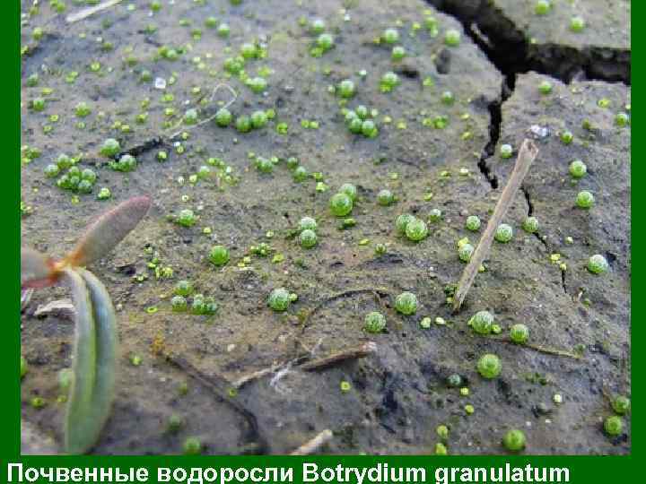 Почвенные водоросли Botrydium granulatum 40 