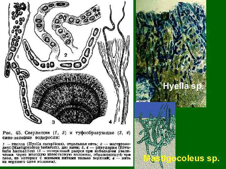 Hyella sp. sp Mastigocoleus sp. 