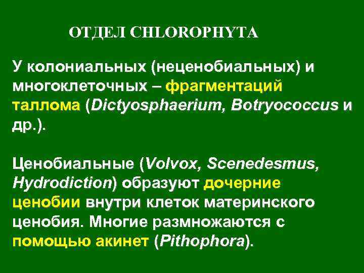 ОТДЕЛ CHLOROPHYTA У колониальных (неценобиальных) и многоклеточных – фрагментаций таллома (Dictyosphaerium, Botryococcus и др.