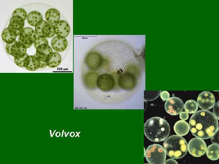 Volvox 