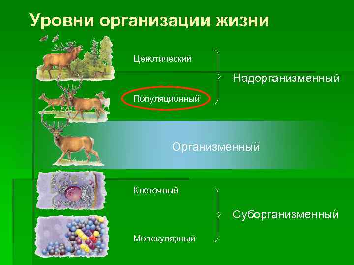 Какой уровень организации жизни отражен на данной фотографии