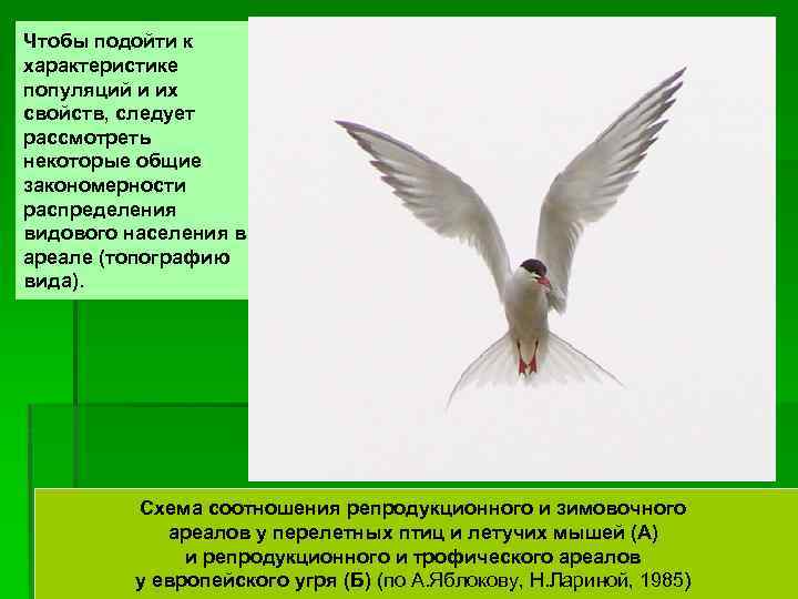 Чтобы подойти к характеристике популяций и их свойств, следует рассмотреть некоторые общие закономерности распределения