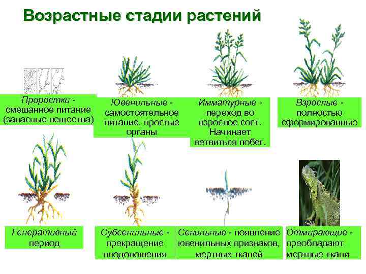 Основное запасное вещество растений