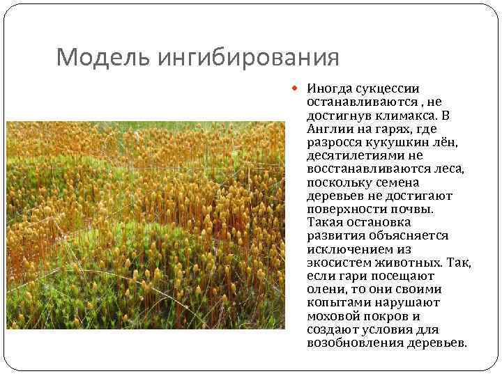 Модель ингибирования Иногда сукцессии останавливаются , не достигнув климакса. В Англии на гарях, где