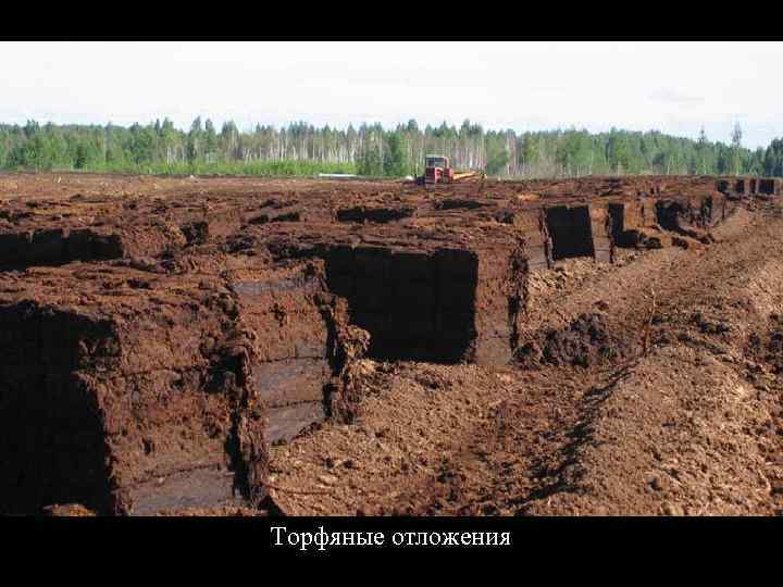 Торфяные отложения 