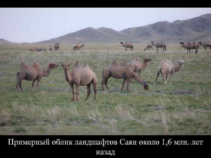 Примерный облик ландшафтов Саян около 1, 6 млн. лет назад 