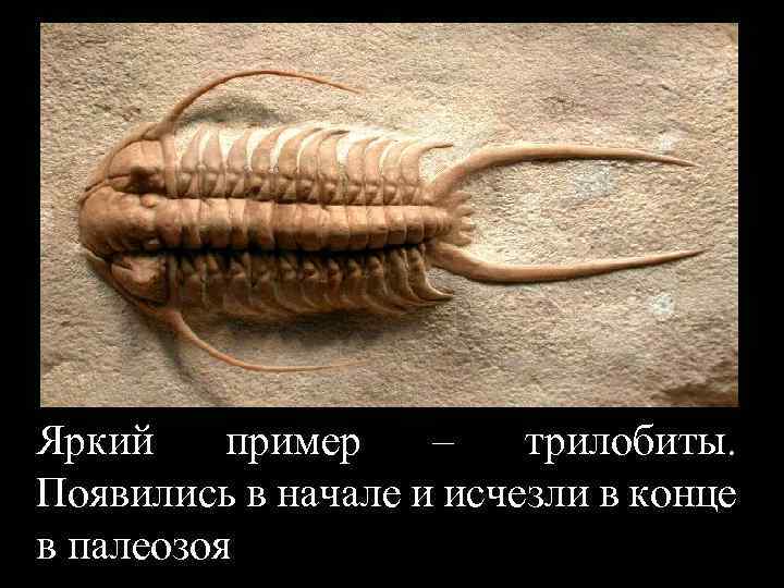 Яркий пример – трилобиты. Появились в начале и исчезли в конце в палеозоя 