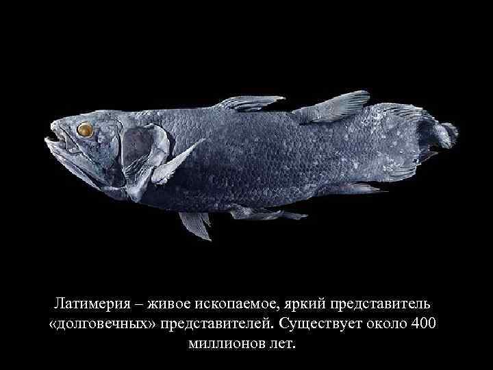 Латимерия – живое ископаемое, яркий представитель «долговечных» представителей. Существует около 400 миллионов лет. 