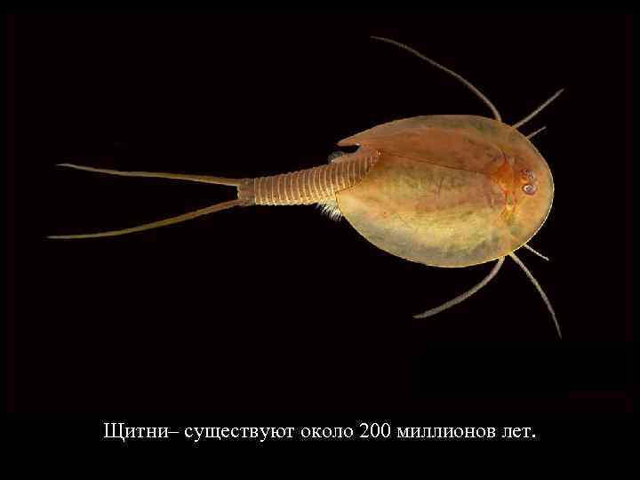 Щитни– существуют около 200 миллионов лет. 