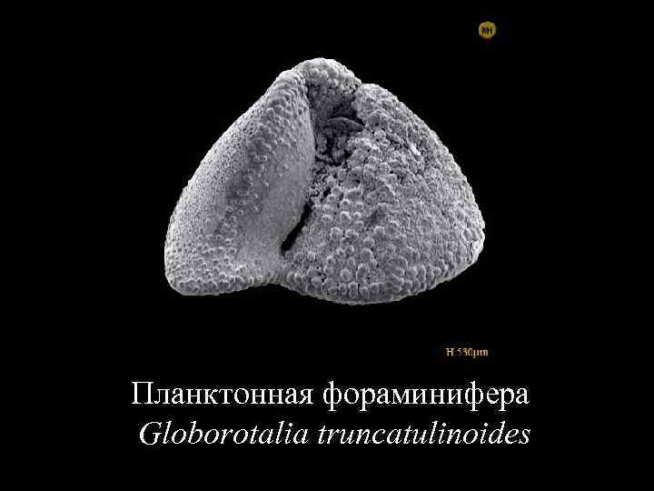 Планктонная фораминифера Globorotalia truncatulinoides 