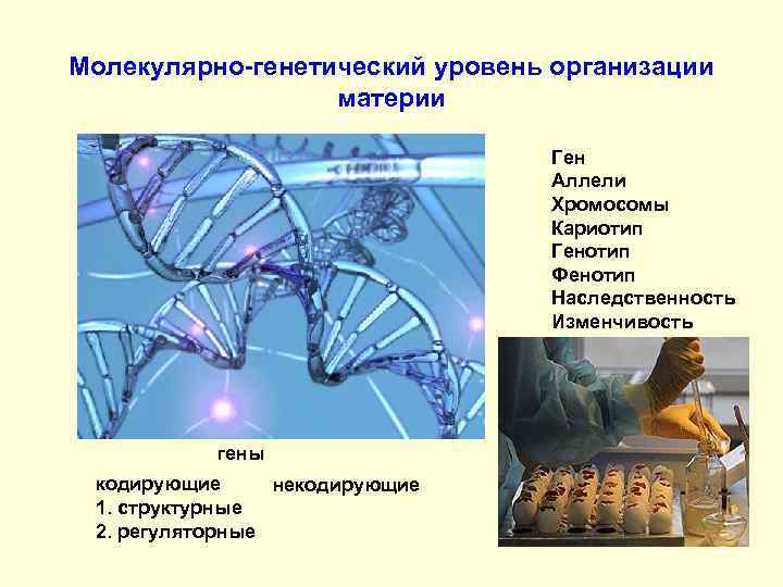 Что является элементами молекулярно генетического уровня