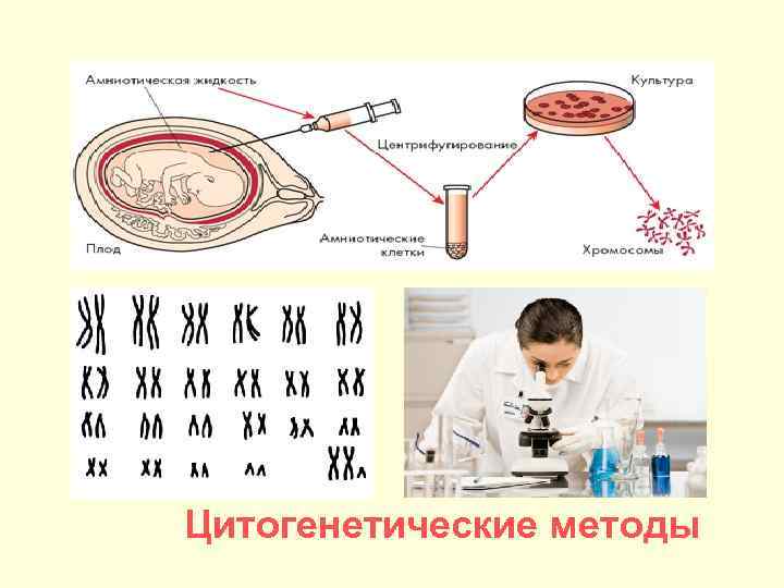 Цитогенетическое исследование. Цитогенетический метод схема. Молекулярно-цитогенетический метод схема. Цитогенетический метод генетики. Цитогенетический метод примеры.