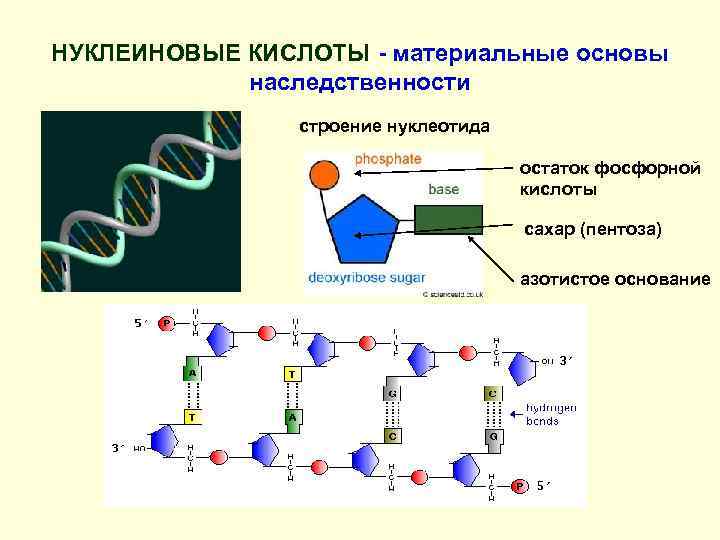 Задачи нуклеиновых кислот. Строение нуклеиновых кислот. Молекулярные основы наследственности. Нуклеиновые кислоты основа наследственности. Генетическая роль нуклеиновых кислот.