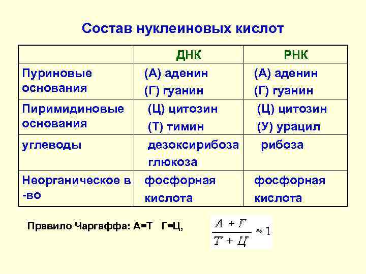 Состав нуклеиновых кислот ДНК РНК Пуриновые основания (А) аденин (Г) гуанин Пиримидиновые основания (Ц)