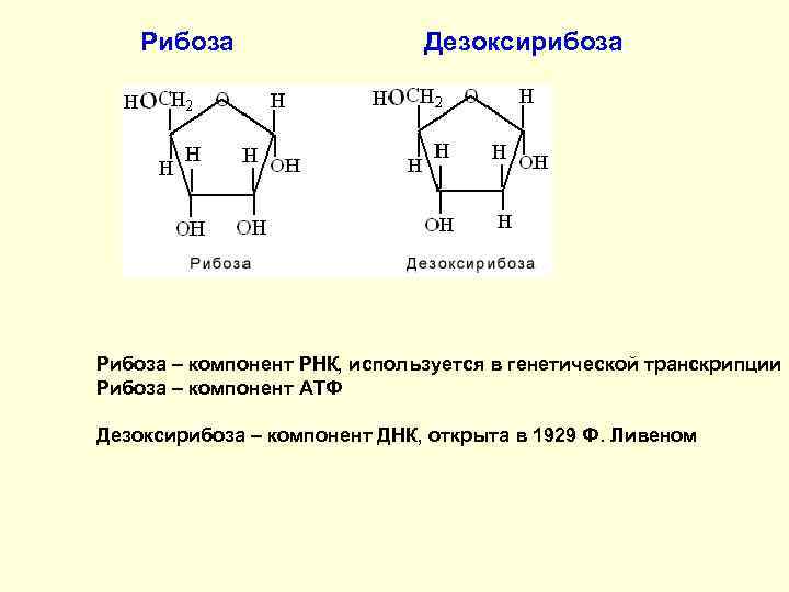 Рибоза в днк. Дезоксирибоза циклическая формула. Функции рибозы и дезоксирибозы. Сахар дезоксирибоза формула. РНК рибоза или дезоксирибоза.