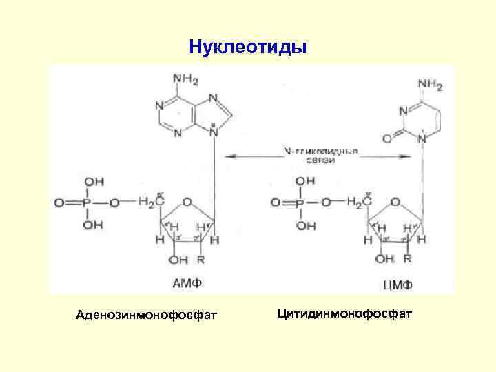 Нуклеотиды Аденозинмонофосфат Цитидинмонофосфат 